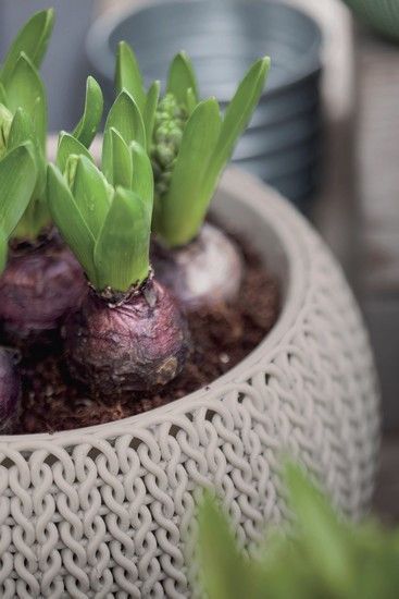 Підвісний горщик з кашпо для квітів Keter Cozies M, бежевий, 36 см 7290106932074 фото