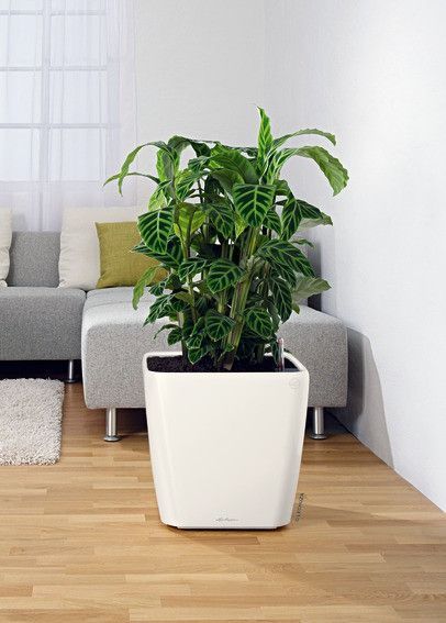 Вазон Lechuzа Quadro Premium LS 43, білий 16180 фото