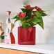 Вазон Lechuza CUBE Glossy 14, червоний 13512 фото 6