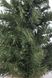 Сосна искусственная Norton зеленая 0,45 м, Black Box Trees 8718861152722 фото 5